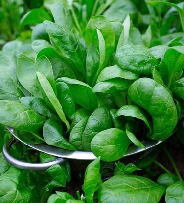 Pre-packed Vegetables